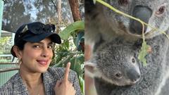 Priyanka Chopra honored with an 8-month-old Koala named after her; expresses gratitude to Paradise Country  Thumbnail