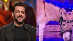 Bigg Boss 18: After complaints from PETA and PFA, Donkey Gadhraj released from the show Thumbnail