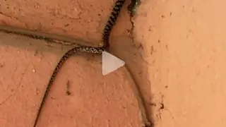 OMG! This bigg boss contestant caught by a Viper on the Star Plus sets Thumbnail