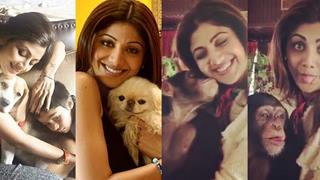 Shilpa Shetty becomes HERO of the Animals Thumbnail