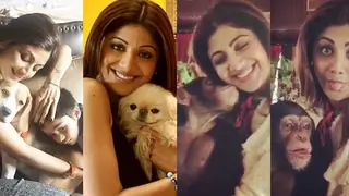 Shilpa Shetty becomes HERO of the Animals Thumbnail