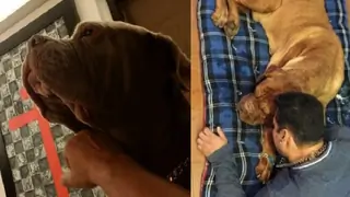 Salman Khan gets EMOTIONAL: 'My love gone today' Thumbnail