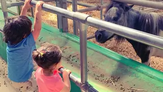  Photo: Taimur-Inaaya want a new pet and they can't stop admiring it