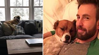 Chris Evans Tried Some Grooming Lessons For His Dog - But It Did Not Go Well