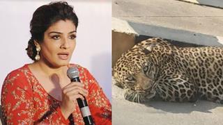 Raveena Tandon Inquires About Leopard on Street, Randeep Hooda Fact Checks Viral Video Thumbnail