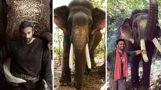 Unni, the star elephant from Haathi Mere Saathi has an acting certificate, understands instructions: Director Thumbnail