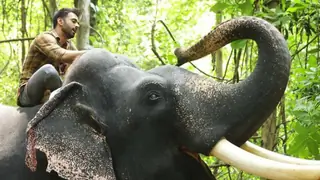 Pulkit Samrat and ‘Unni’ the elephant define friendship goals in this BTS video loaded with cuteness Thumbnail