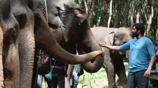 "The elephant will never give a wrong reaction": Rana Daggubati on building a bond with Elephants Thumbnail