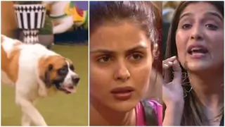 Bigg Boss 16: New member in the form of a dog to enter the house; Nimrit & Priyanka nominate each other Thumbnail