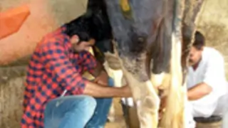 Ranbir Milking Cows! Thumbnail