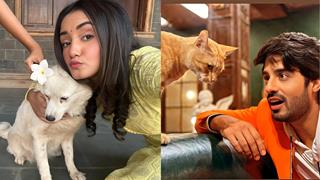 Kumkum Bhagya's Rachi Sharma and Abrar Qazi share their special fondness for strays thumbnail