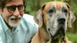 Big B doess photoshoot with pet dog (Movie Snippets)