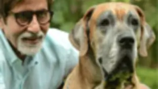 Big B doess photoshoot with pet dog (Movie Snippets) Thumbnail