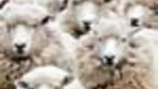 Herd mentality followed in the Television industry! Thumbnail