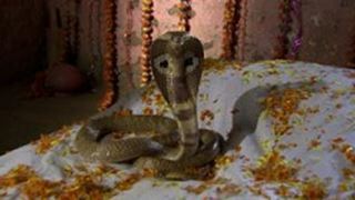 A real poisonous King Cobra had its own vanity van on Fear Files