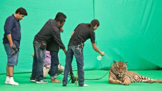 "Veera" is all set for an exciting tiger Sequence!