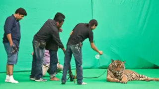"Veera" is all set for an exciting tiger Sequence! Thumbnail