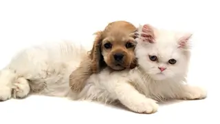 Pampering pets during summers... Thumbnail