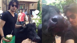 The cast of Kishan Kanhaiya shoots with a Buffalo on the sets!