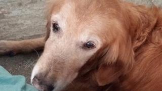 Dharmendra's pet passes away. Thumbnail