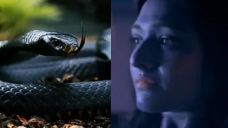 Check out: When Vishkanya got bitten by a REAL snake! Thumbnail