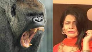 'Gorilla' creates pandemonium the sets of Thapki...Pyaar Ki!