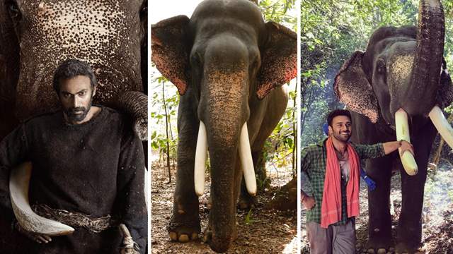 Unni, the star elephant from Haathi Mere Saathi has an ...