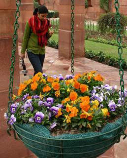 The Mughal Gardens in Rashtrapati Bhavan, on Monday. .