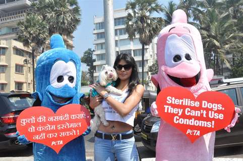 Sherlyn Chopra along with PETA's Giant Condoms