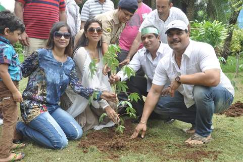 Tree Plantation Drive