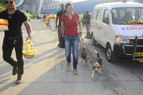 Gul was spotted with her dogs in the city