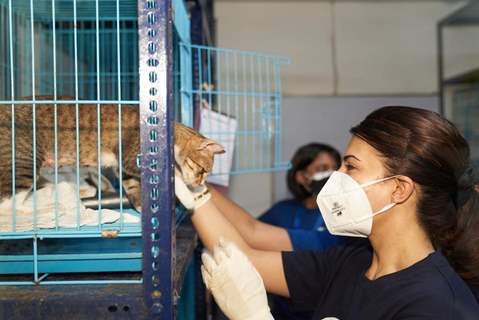 Jacqueline Fernandez visits and helps stray animals