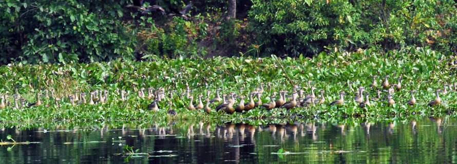 Migratory birds visiting at Gossihat Birds Observatory in North Bengal