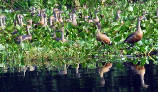 Migratory birds visiting at Gossihat Birds Observatory in North Bengal