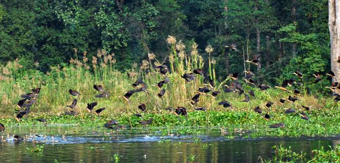 Migratory birds visiting at Gossihat Birds Observatory in North Bengal