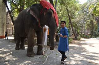 Neel Sethi with an elephant kick starting his International Tour for The Jungle Boook from India