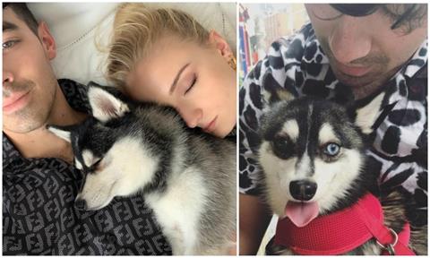 Joe Jonas and Sophie Turner with their husky Waldo