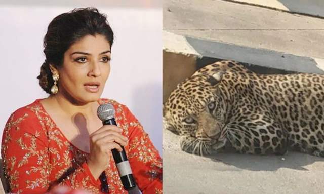 Raveena Tandon Inquires About Leopard on Street, Randeep Hooda Fact Checks Viral Video