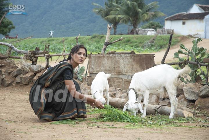 Lara Dutta feeding goats