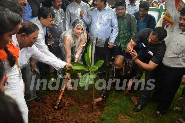 Tanishaa Mukerji's NGO STAMP Joins 'Tree Plantation Initiative'