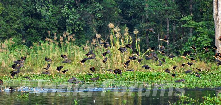 Migratory birds visiting at Gossihat Birds Observatory in North Bengal