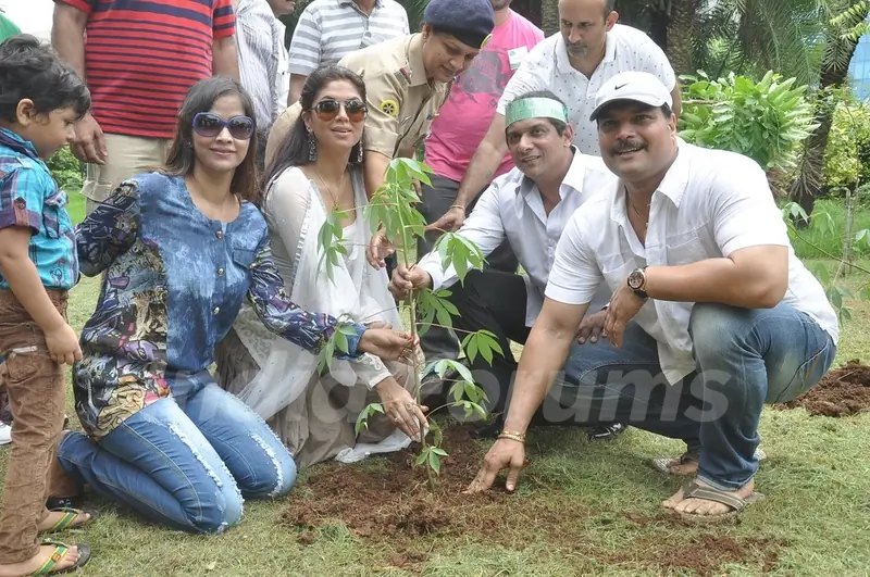 Tree Plantation Drive