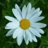 Daisy thumbnail
