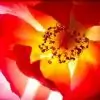 purva thumbnail