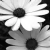 QT143 thumbnail