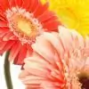 morningdew thumbnail
