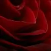 -Rose- Thumbnail