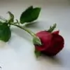 Dharini thumbnail
