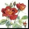 blossam Thumbnail