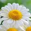 sriniha_arshi thumbnail